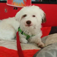 سگ  نژاد دار ماده سالم و سرحال