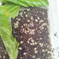 تعدادی بچه حلزون رایگان