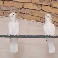 زینتی|پرنده|کاشان, دشت لتحر|دیوار