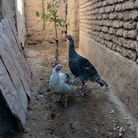 بوقلمون نرو ماده جفتی ۲۵۰۰ت