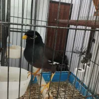 مرغ مینا وراج ۳۵کلمه حرف میزنه
