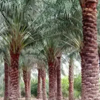 هرس نخل|خدمات باغبانی و درختکاری|عنبرآباد, |دیوار