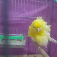 فروش قناری نر فر|پرنده|بندر انزلی, پردیس|دیوار