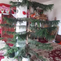گل سرحال سرحال  بفروش میرسدبه علت نبودن جا|گل و گیاه طبیعی|ملکان, |دیوار