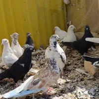 بوم پرشی|پرنده|اصفهان, سرشبادران|دیوار