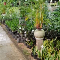 نیروی خانوم برای کار در گلخونه