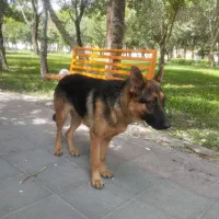 سگ ژرمن