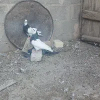 طوقی سیاه