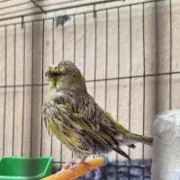 قناری  پرتقالی درشت کوتاه بلند سوخته مست مست|پرنده|کارون, |دیوار