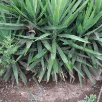 فروش گل یوکا