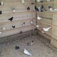 کبوتر گرفتنی