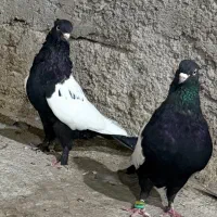 سینه سیاه