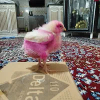 جوجه  یک ماه