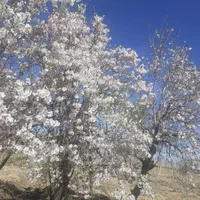 علف چیدن رسیدگی نگهداری  هستم|خدمات باغبانی و درختکاری|اراک, |دیوار