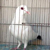 کفتر دم سیا نر