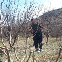 خدمات کشاورزی وباغبانی هرس چالکود شمپاشی تیلر|خدمات باغبانی و درختکاری|سنندج, |دیوار