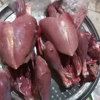 بوقلمون گوشتی|حیوانات مزرعه|قم, نیروگاه|دیوار