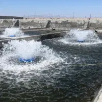 ماهی قزل الا ۶۰ الی ۷۰ گرم