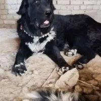 توله قدرجونی اصیل