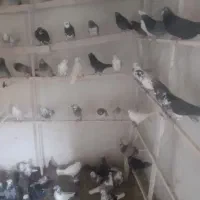 ۲۵۰ عدد کفتر پرشی خیلی خوب|پرنده|صوفیان, |دیوار