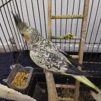 عروس هلندی دستی سخنگو جفت|پرنده|هشتگرد, شهرک گلخانه|دیوار