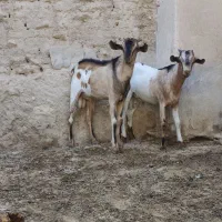 کهره نر بربری