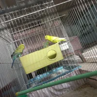 مرغ عشق نژاد دار بالغ