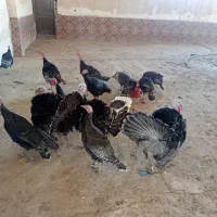 بوقلمون جوان نر ماده|حیوانات مزرعه|مشهد, شهید احمدی روشن|دیوار