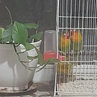 پرنده زینتی کوتوله وقفس|پرنده|خواف, |دیوار