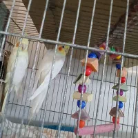 طوطی شهرک طالقانی|پرنده|بندر ماهشهر, |دیوار