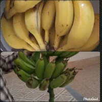 فروش نهال موز