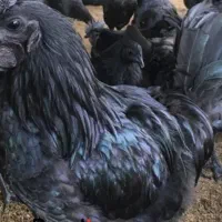 تخم ایام سمانی خالص نطفه دار