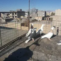 پرشی|پرنده|اسفراین, |دیوار