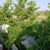 ویلا باغ کوهمره سرخی|فروش خانه و ویلا|شیراز, شهرک فرهنگیان|دیوار