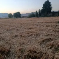 فروش-زمین-170-متری-میلاد-گلدشت-شرقی