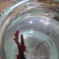 ماهی تنگی|ماهی|خاش, |دیوار