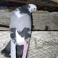 کفتر قلاقی ابلغ