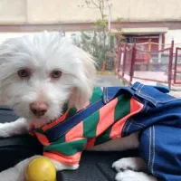 سلام واگذار ی سریع