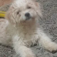 این طوله سگ گم شده است|حیوانات|همدان, |دیوار