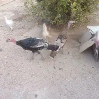 فروش ۵ عدد بوقلمون ماده ۶ ماهه در شهر مُهر