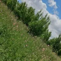 فروش زمین زیر قیمت، شرایط اقساطی