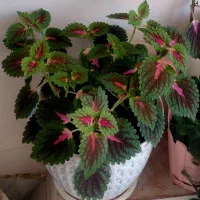 گل حسن یوسف|گل و گیاه طبیعی|کرمانشاه, |دیوار