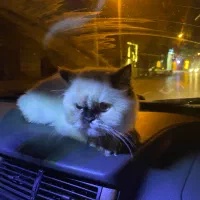 گربه هیمالین|گربه|اردبیل, |دیوار