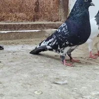 کبوتر|پرنده|سوسنگرد, |دیوار