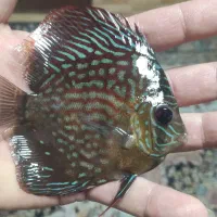 ماهی دیسکس آکواریوم|ماهی|فردیس, قریشی|دیوار