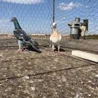 سه جفت هفت رنگ|پرنده|اقبالیه, |دیوار