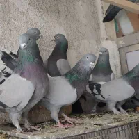 کفتری زاغ پرشی پرشی اصل کاشی کاکل میخ