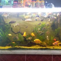 آکواریوم ماهی...