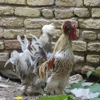 خروس جوان