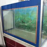 آکواریم (به همراه تجهیزات)|ماهی|زنجان, |دیوار